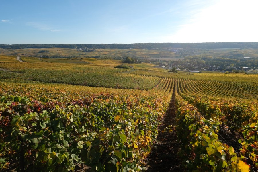 Champagne Grapes Vine, Champagne, France - The Top 6 Best Luxury Destinations in the World